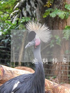 逾期颓废了一年多 逾期颓废了一年多