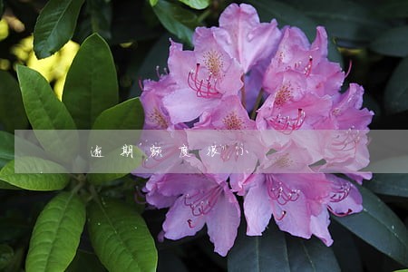 逾期额度很小 逾期额度很小