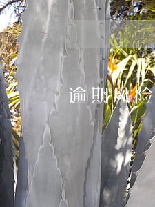 逾期风险事件报告