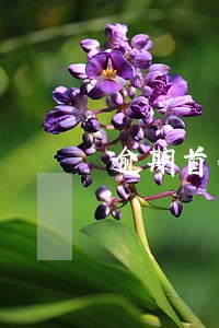 逾期首付款比例提高 逾期首付款比例提高