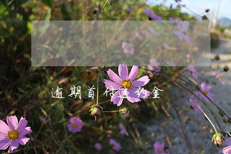 逾期首付违约金 逾期首付违约金