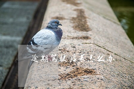 逾期驾驶后果怎么办 逾期驾驶后果怎么办