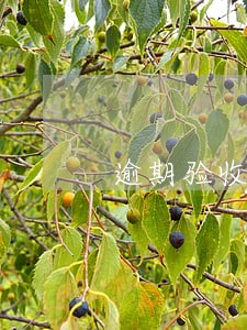 逾期验收法律后果 逾期验收法律后果