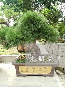 逾期验车多长时间不罚款 逾期验车多长时间不罚款