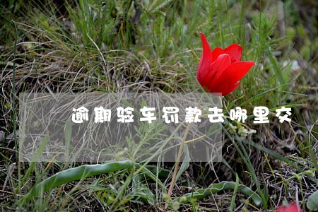 逾期验车罚款去哪里交 逾期验车罚款去哪里交