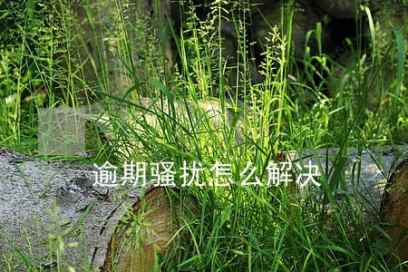 逾期骚扰怎么解决 逾期骚扰怎么解决