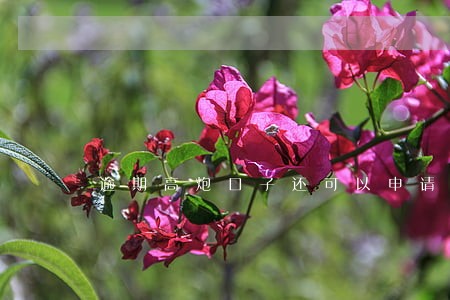 逾期高炮口子还可以申请嘛 逾期高炮口子还可以申请嘛
