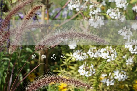 逾期高炮贷款的口子 逾期高炮贷款的口子