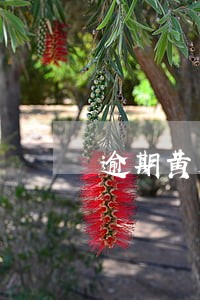 逾期黄大发消息上报 逾期黄大发消息上报
