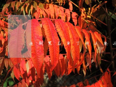 逾期黑名单了钱还要还吗 逾期黑名单了钱还要还吗