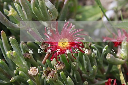 逾期黑名单还清后怎么恢复正常 逾期黑名单还清后怎么恢复正常