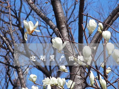 逾期黑户借钱 逾期黑户借钱