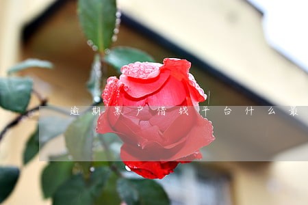 逾期黑户借钱平台什么最好下款 逾期黑户借钱平台什么最好下款