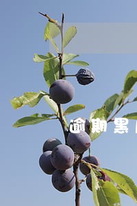 逾期黑户可以下款的口子