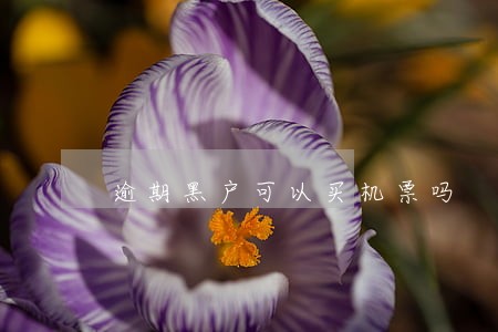 逾期黑户可以买机票吗 逾期黑户可以买机票吗