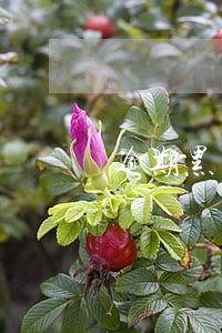 逾期黑户可以申请信用卡么 逾期黑户可以申请信用卡么