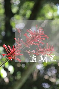 逾期黑户后还清 逾期黑户后还清