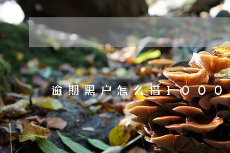 逾期黑户怎么借1000块钱 逾期黑户怎么借1000块钱