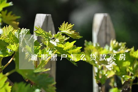 逾期黑户怎么贷款买房 逾期黑户怎么贷款买房