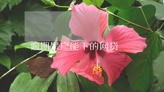 逾期黑户能下的网贷 逾期黑户能下的网贷