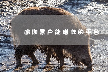 逾期黑户能借款的平台