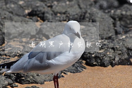逾期黑户能贷款吗 逾期黑户能贷款吗