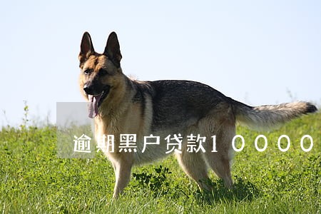 逾期黑户贷款10000元 逾期黑户贷款10000元