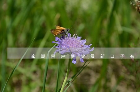 逾期黑户贷款最新口子有哪些 逾期黑户贷款最新口子有哪些
