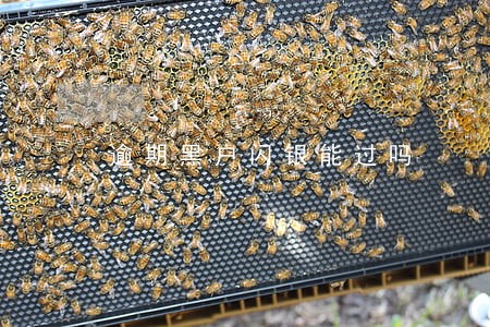 逾期黑户闪银能过吗 逾期黑户闪银能过吗
