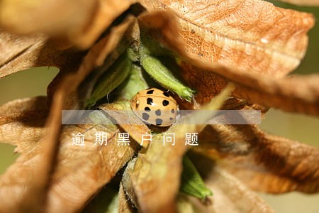 逾期黑户问题 逾期黑户问题