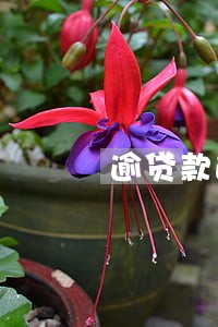 逾贷款逾期 逾贷款逾期