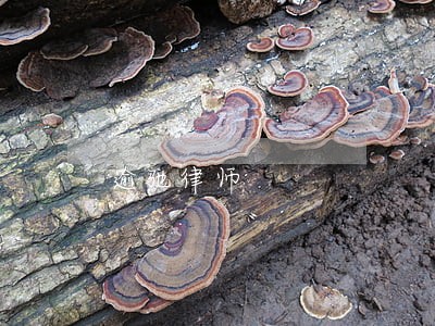 逾驰律师