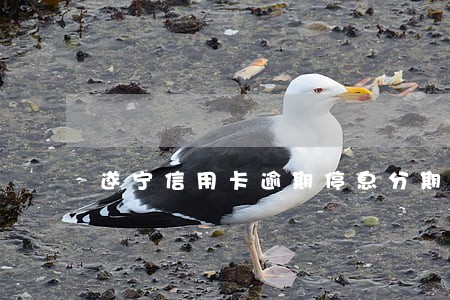遂宁信用卡逾期停息分期怎么协商 遂宁信用卡逾期停息分期怎么协商