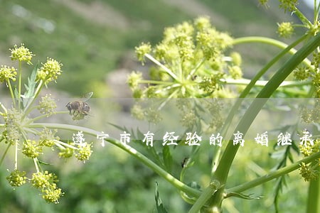 遂宁市有经验的离婚继承律师 遂宁市有经验的离婚继承律师