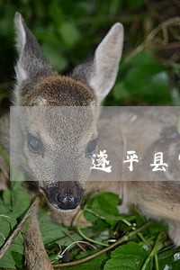 遂平县宅基地纠纷律师在线咨询 遂平县宅基地纠纷律师在线咨询