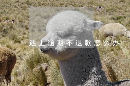 遇上逾期不退款怎么办 遇上逾期不退款怎么办