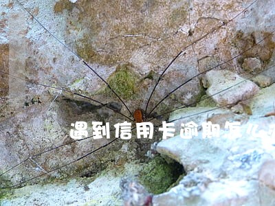 遇到信用卡逾期怎么办