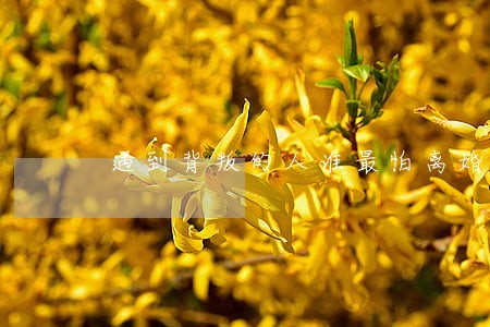 遇到背叛的人谁最怕离婚 遇到背叛的人谁最怕离婚