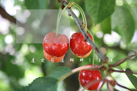 道交司法解释18条 道交司法解释18条