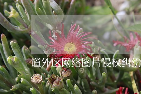 道外区网络图片侵权纠纷处理律师 道外区网络图片侵权纠纷处理律师