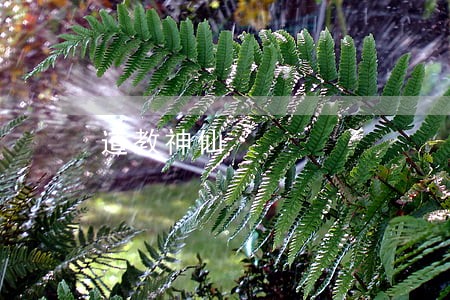 道教神仙 道教神仙