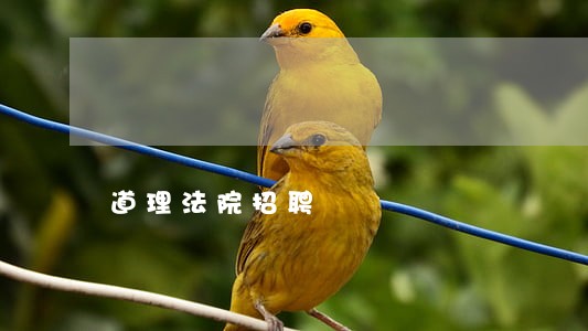 道理法院招聘 道理法院招聘