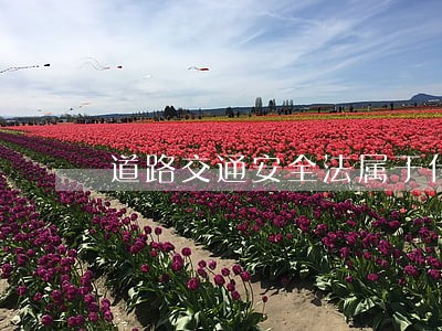 道路交通安全法属于什么刑法 道路交通安全法属于什么刑法