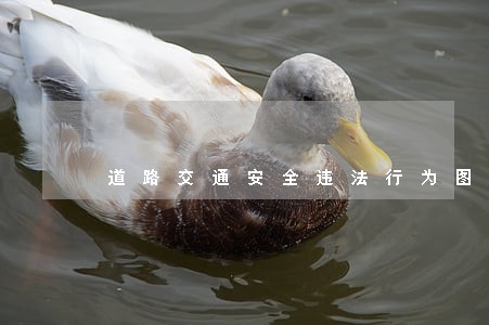 道路交通安全违法行为图像取证规范 道路交通安全违法行为图像取证规范
