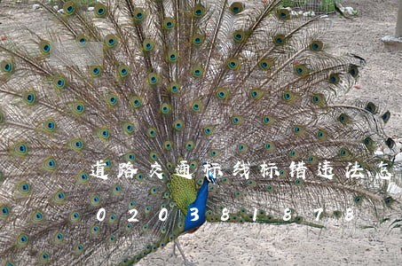 道路交通标线标错违法怎么处理/2023020381878 道路交通标线标错违法怎么处理/2023020381878