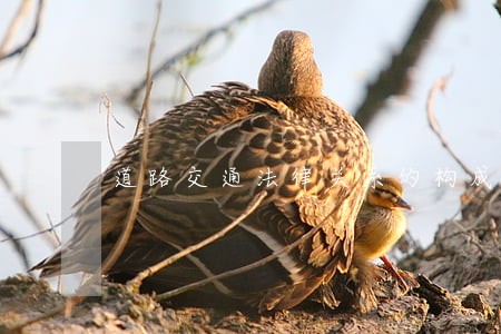 道路交通法律关系的构成 道路交通法律关系的构成