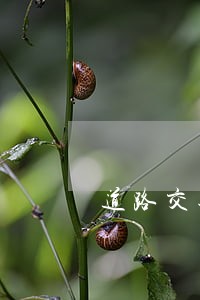 道路交通罚款逾期可以买房吗 道路交通罚款逾期可以买房吗