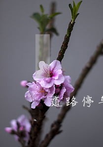 道路停车缴费多久逾期