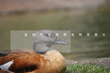 道路停车缴费逾期需要交罚款吗 道路停车缴费逾期需要交罚款吗