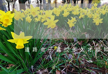 道路电子监控多久才能知道违法没有 道路电子监控多久才能知道违法没有
